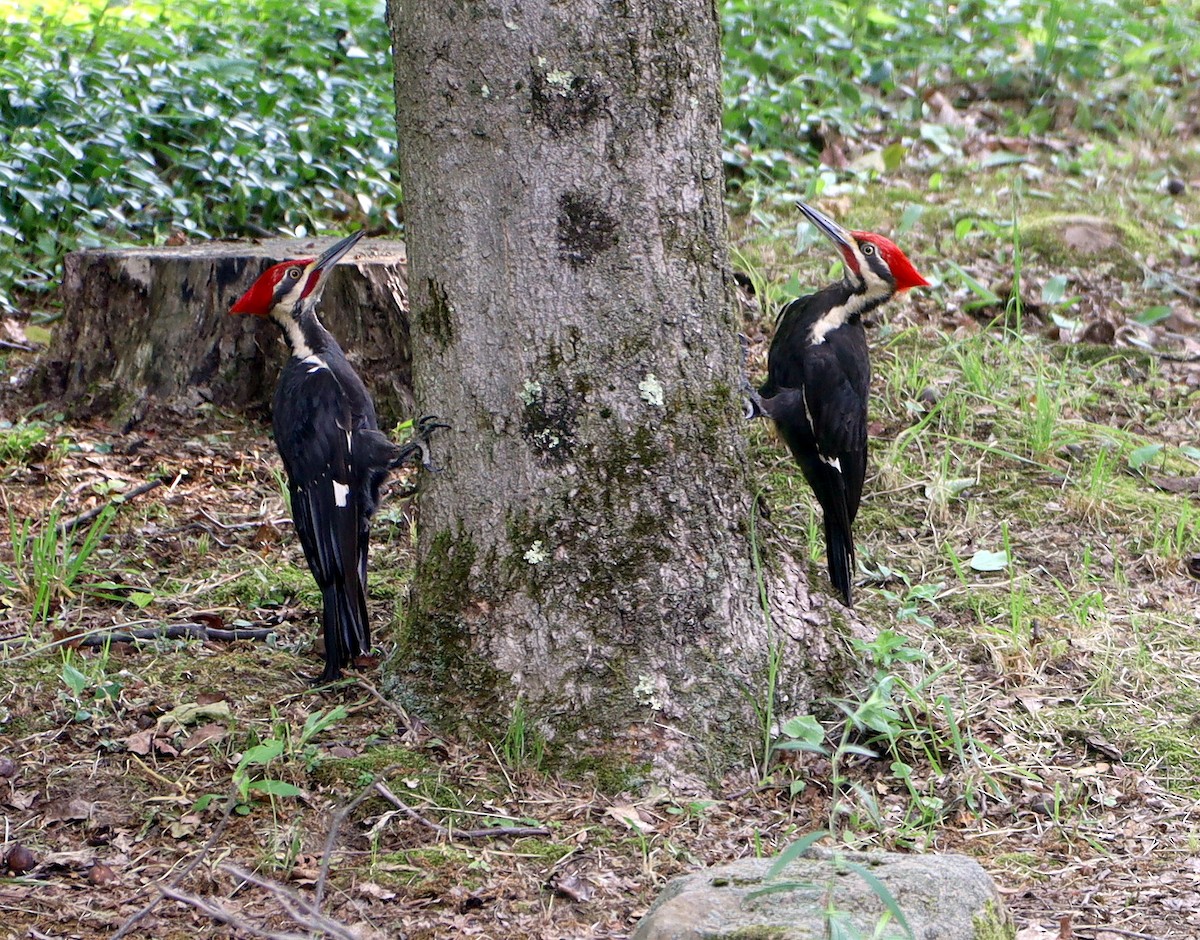 Pileated Woodpecker - ML620539370