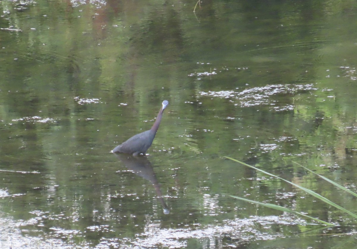 Little Blue Heron - ML620539373