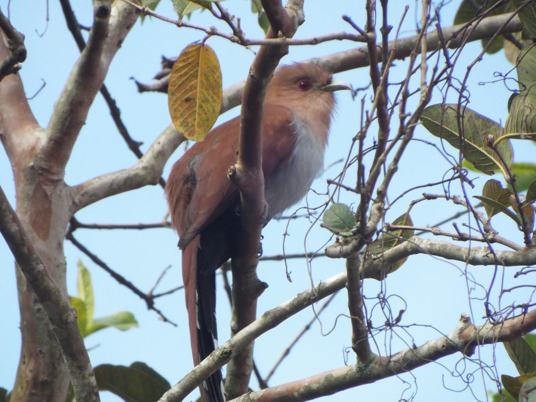 Squirrel Cuckoo - ML620539374