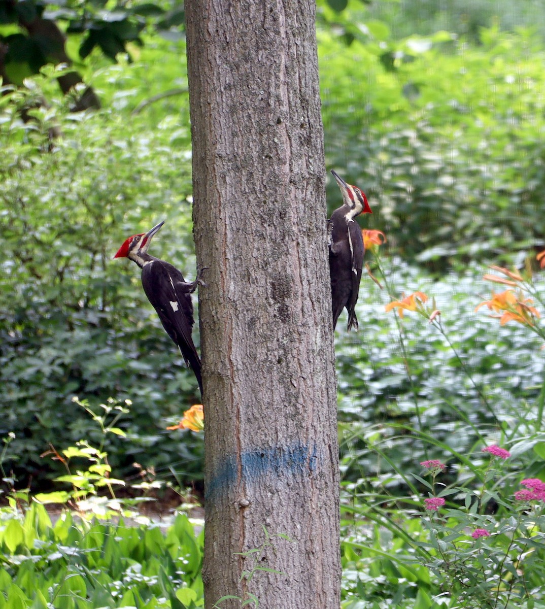 Pileated Woodpecker - ML620539376