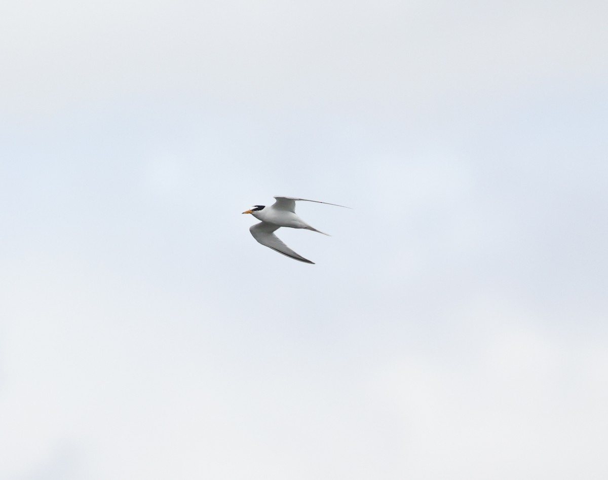 Little Tern - ML620539381