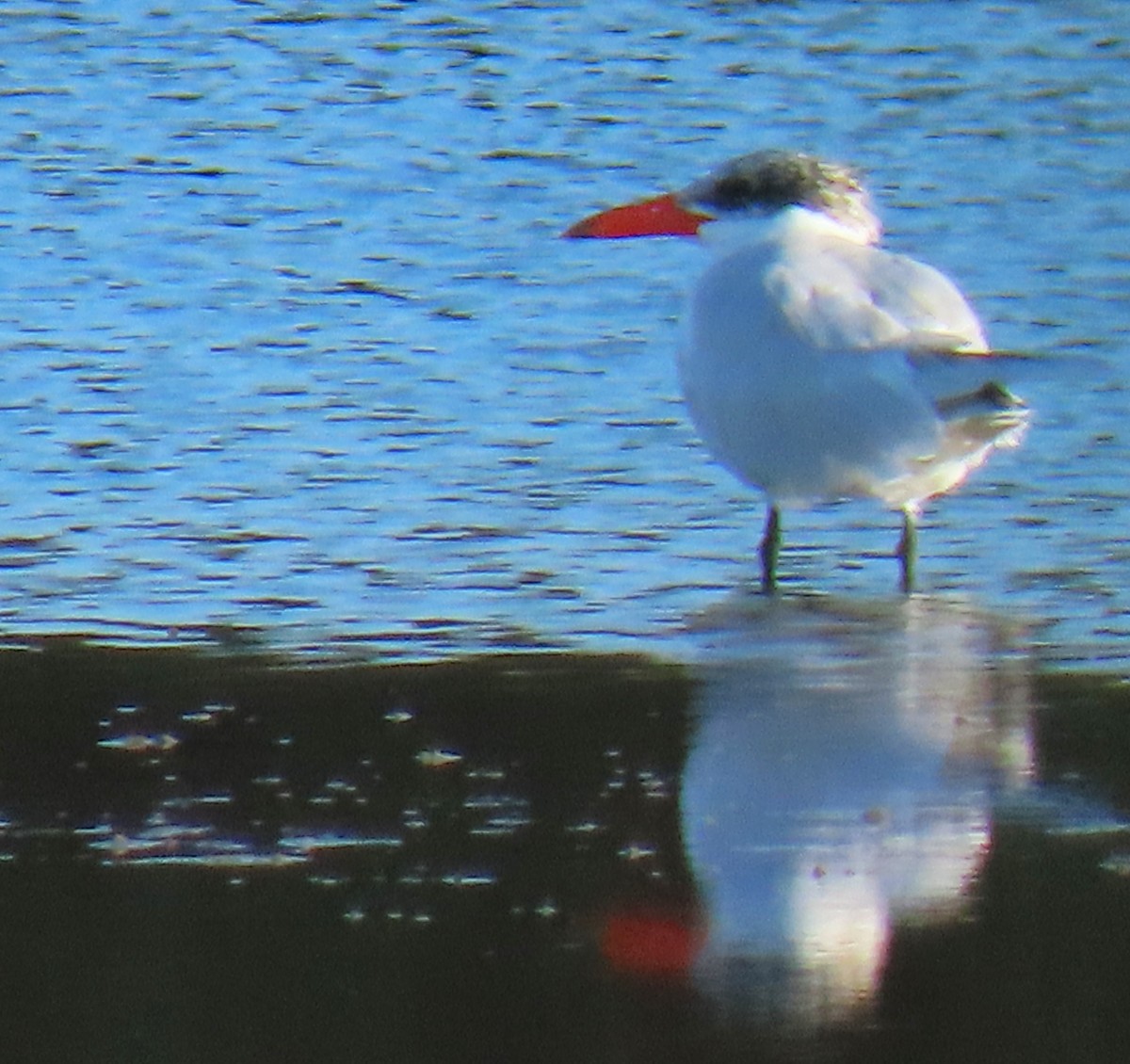 Caspian Tern - ML620539385