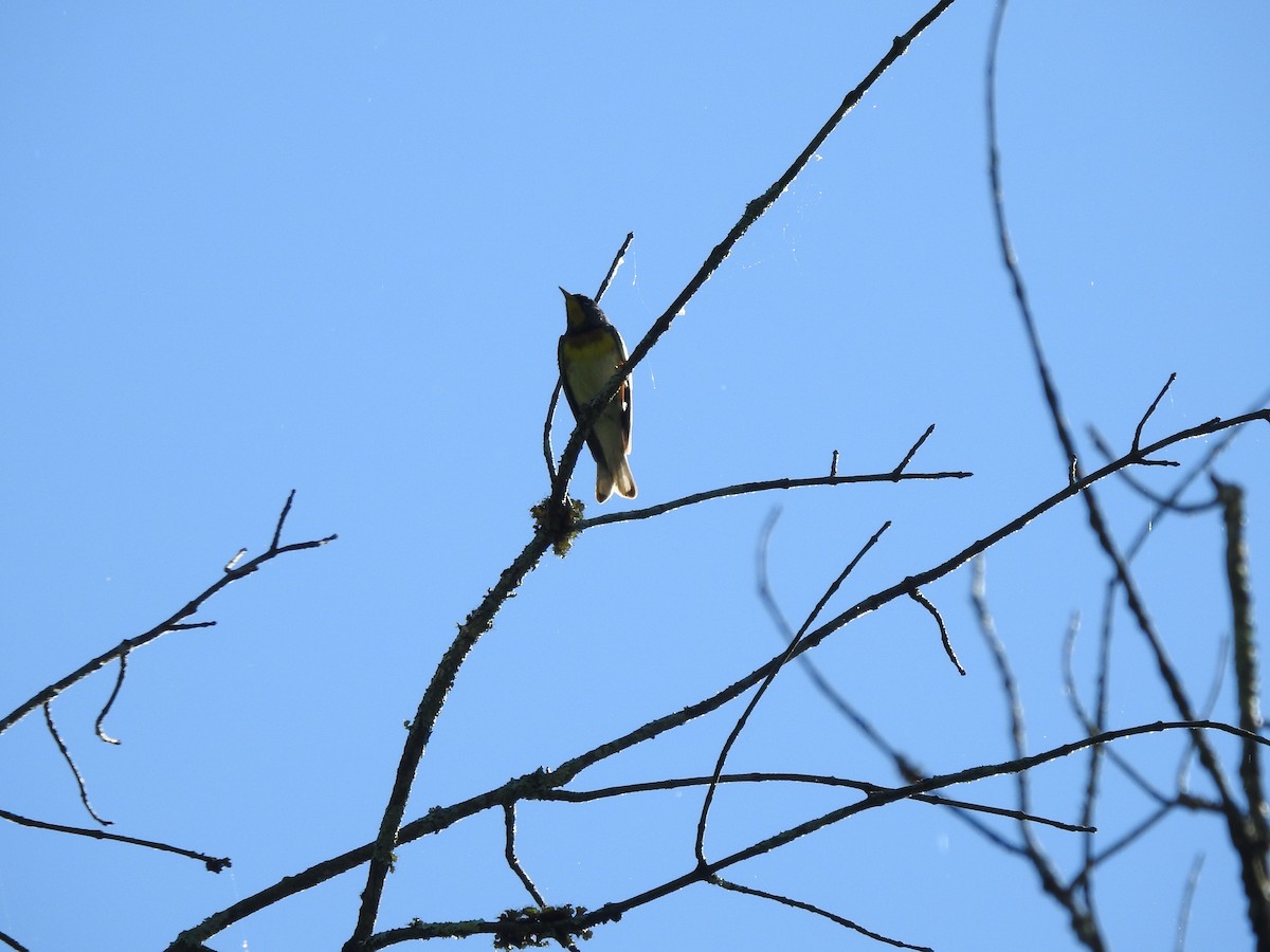 Northern Parula - ML620539394