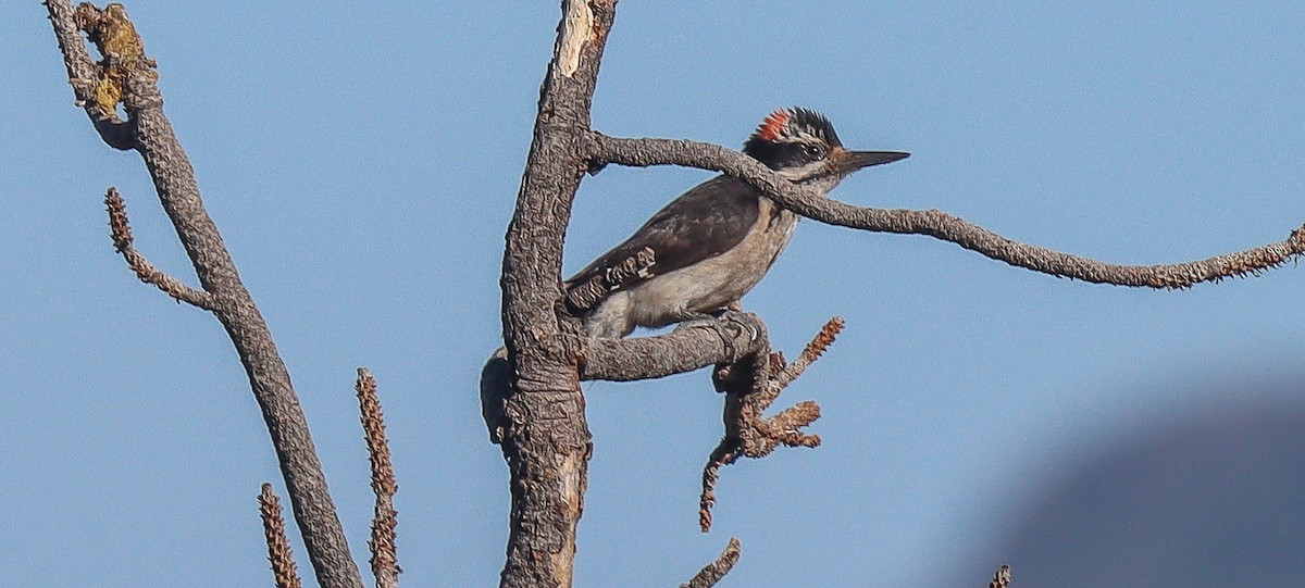 Hairy Woodpecker - robert bowker