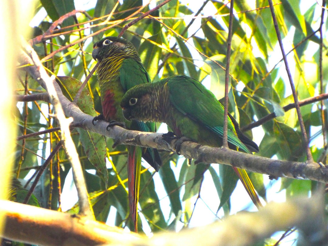 Maroon-bellied Parakeet - ML620539428