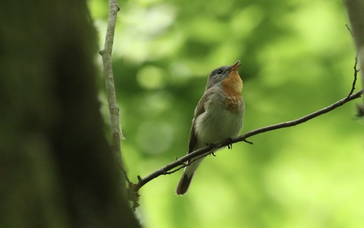 Red-breasted Flycatcher - ML620539436