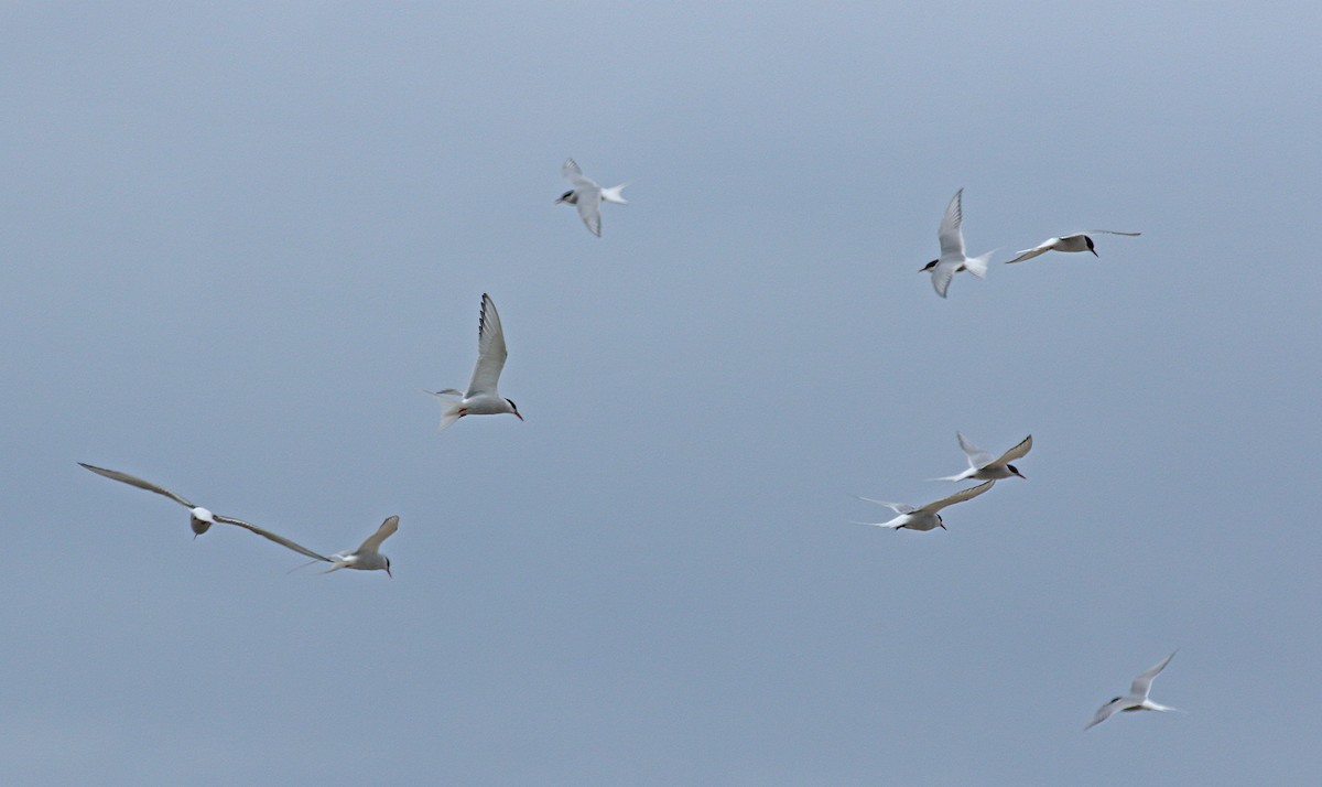 Arctic Tern - ML620539445