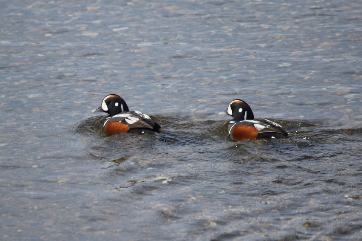 Harlequin Duck - ML620539470