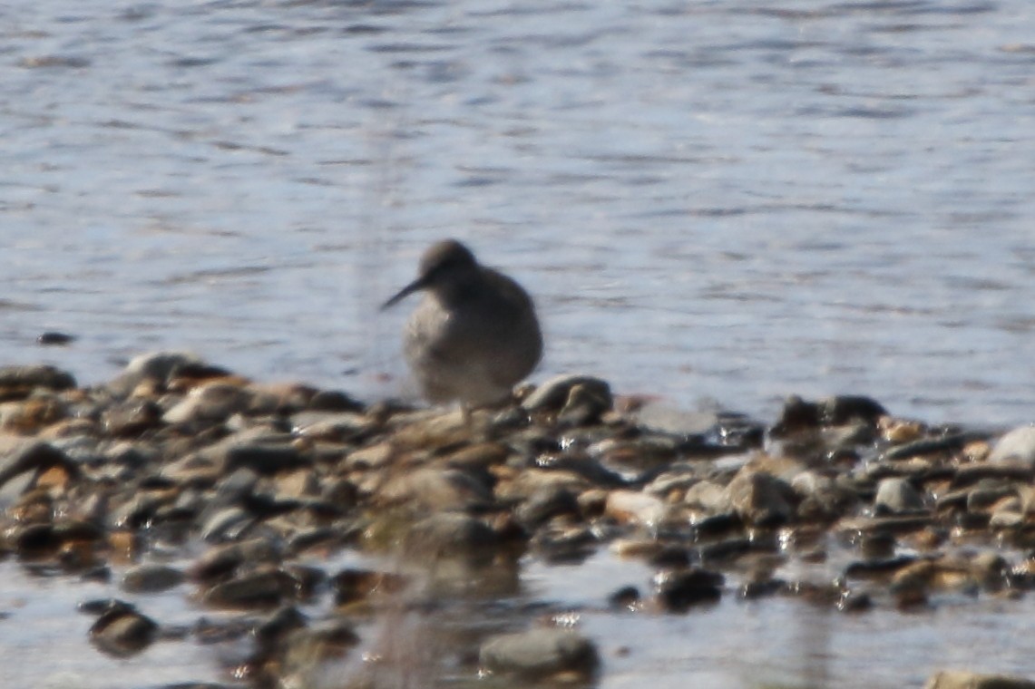 Wandering Tattler - ML620539475