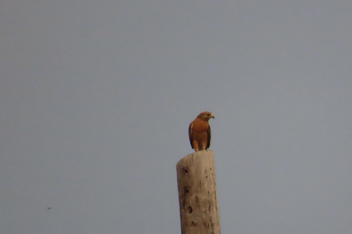 Red-shouldered Hawk - ML620539476