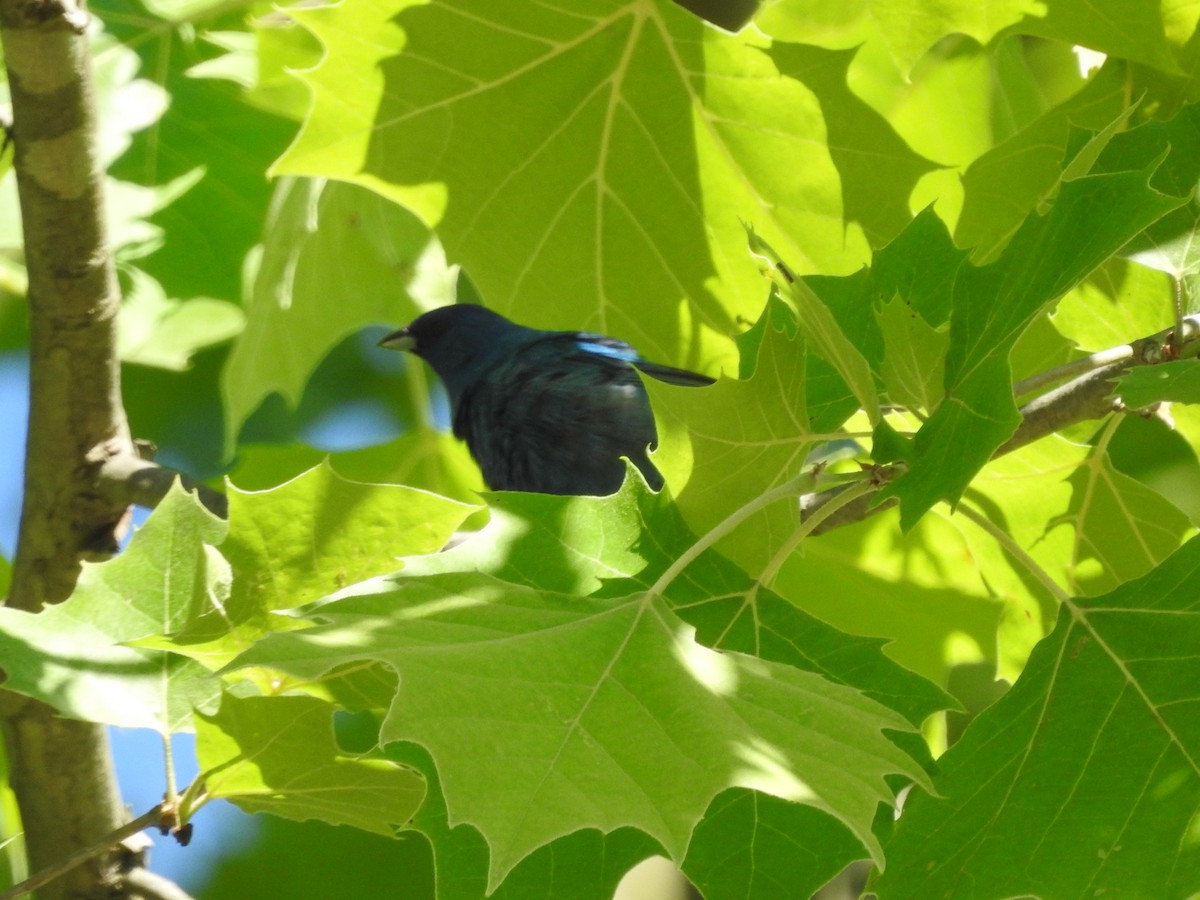 Indigo Bunting - ML620539479