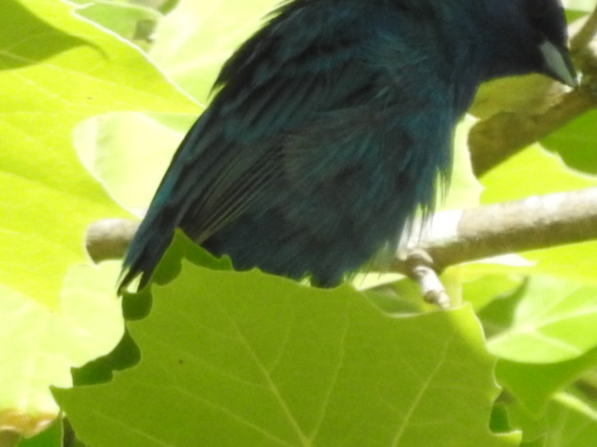 Indigo Bunting - ML620539480