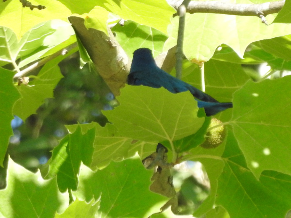 Indigo Bunting - ML620539481