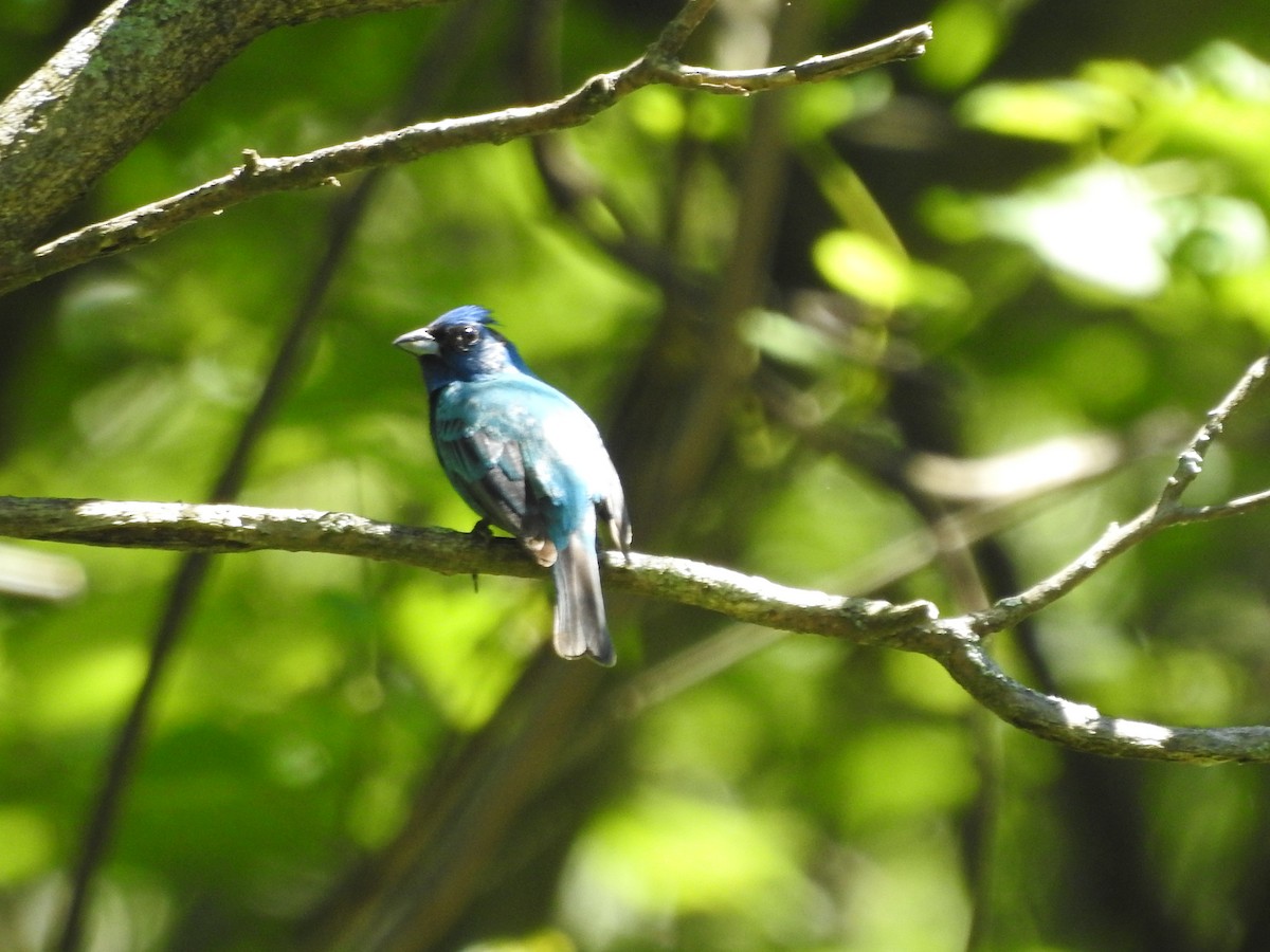 Indigo Bunting - ML620539483