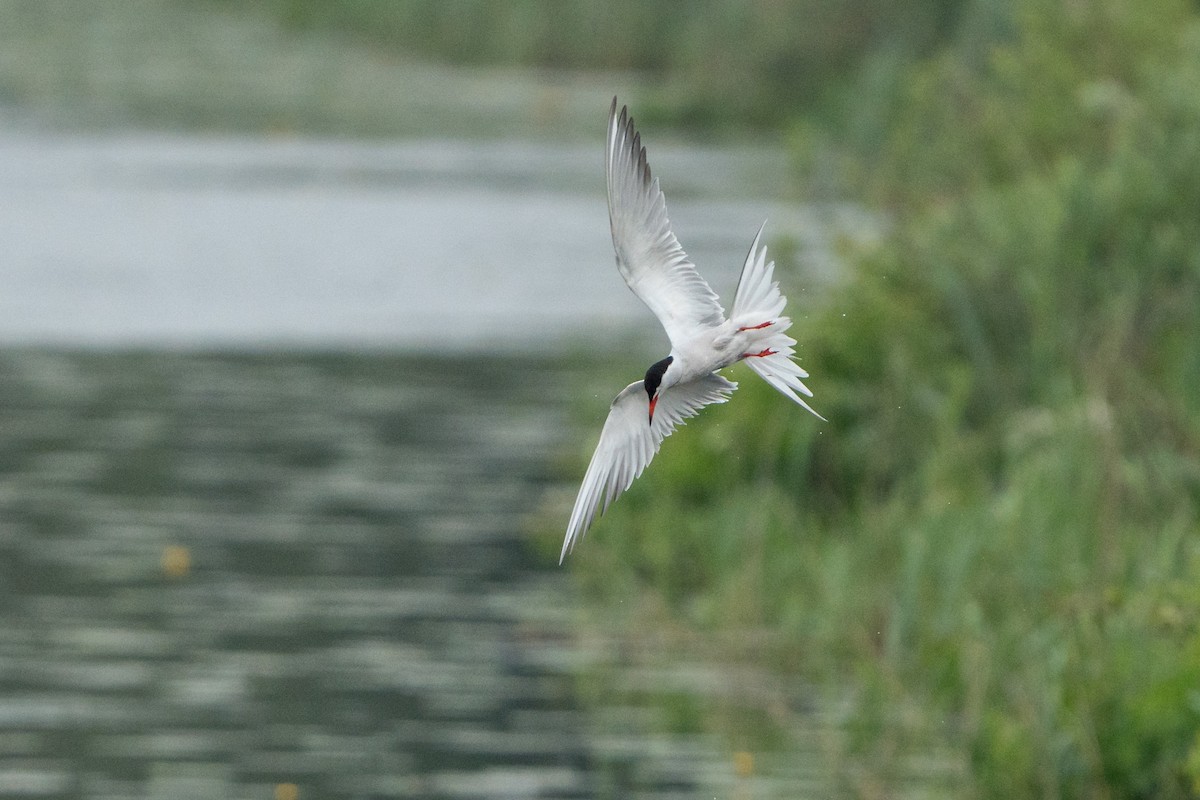 Common Tern - ML620539485