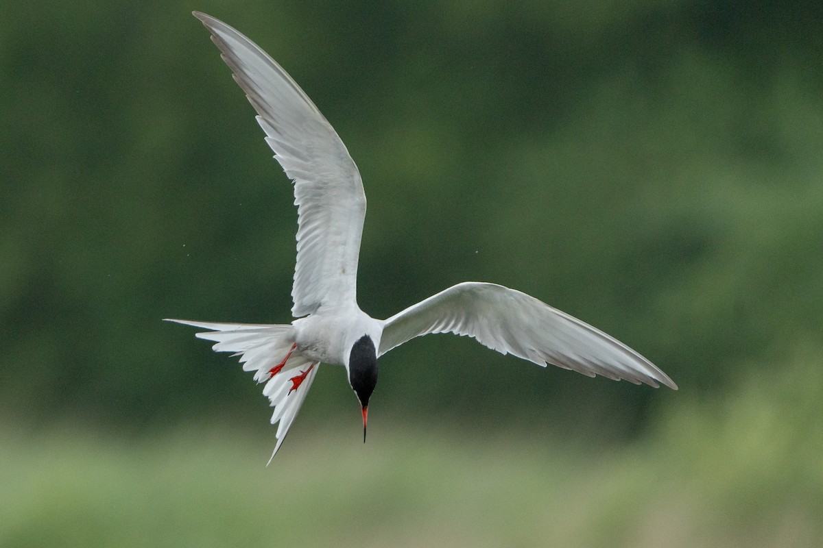 Common Tern - Mandy Thiele