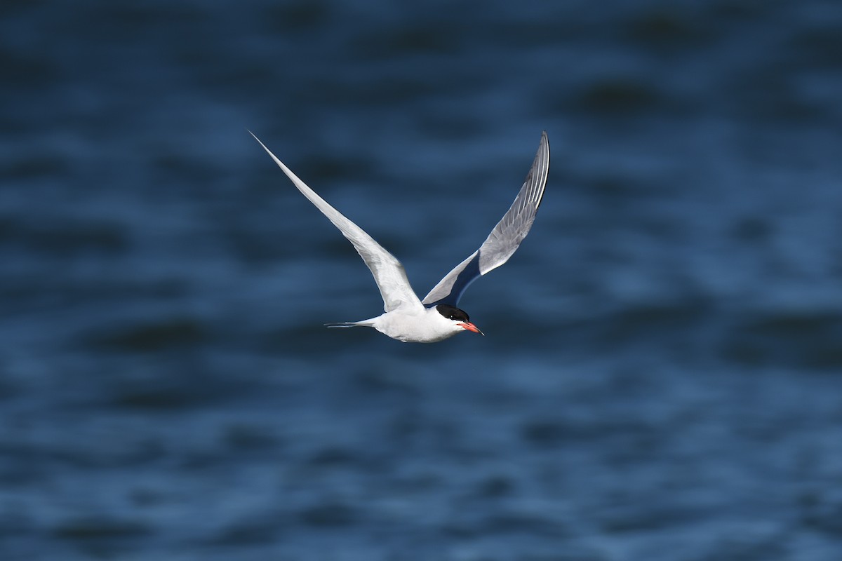 Common Tern - ML620539496