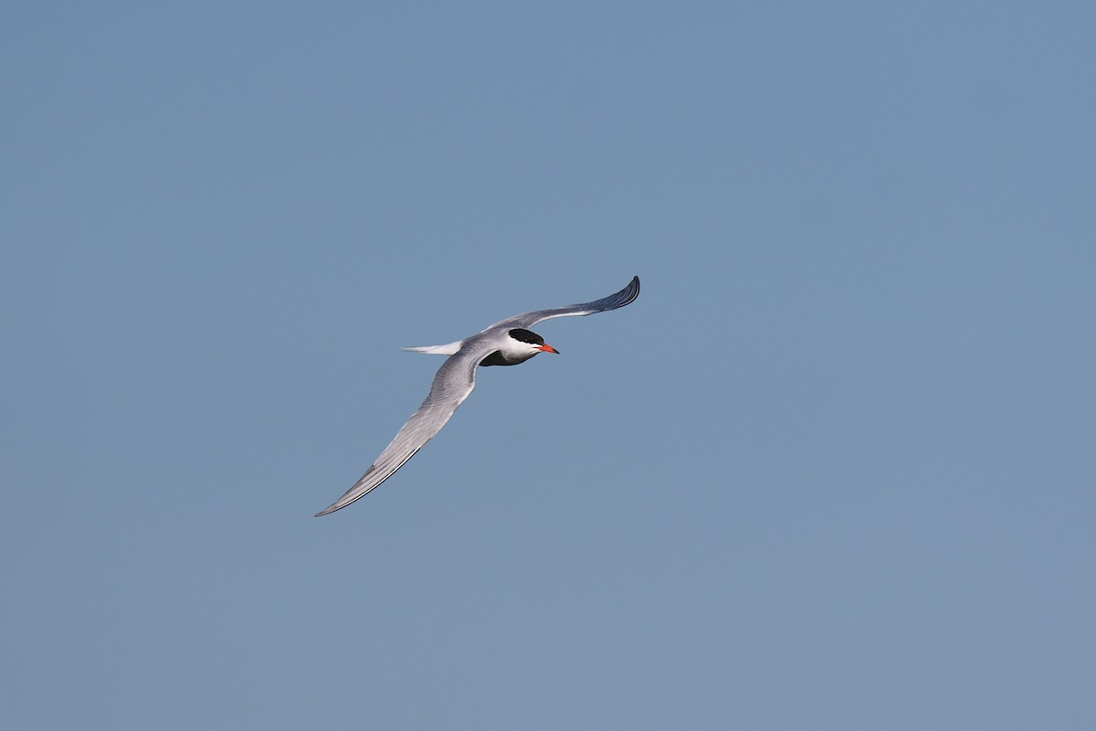 Common Tern - ML620539498