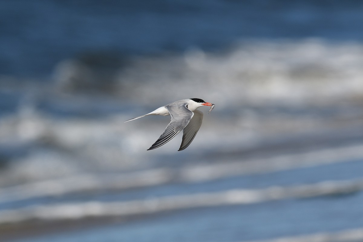 Common Tern - ML620539499