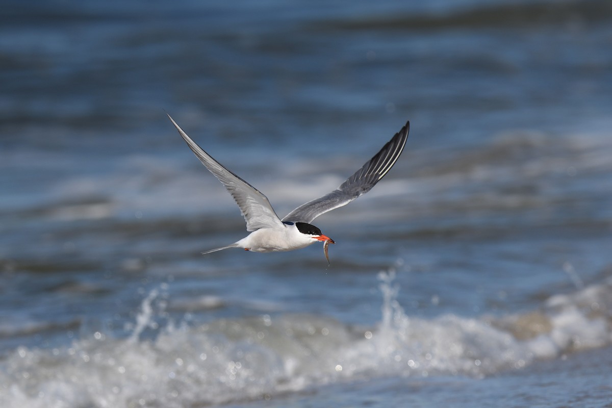 Common Tern - terence zahner