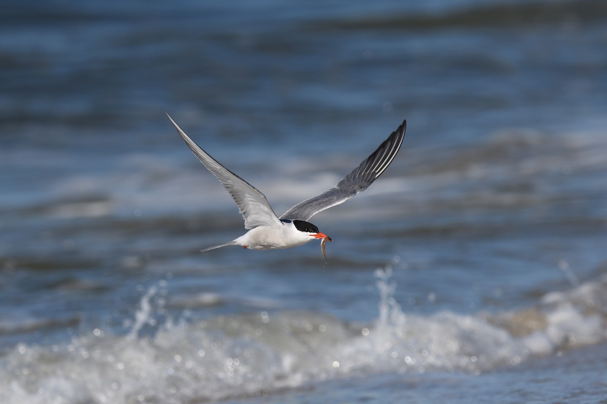 Common Tern - ML620539503