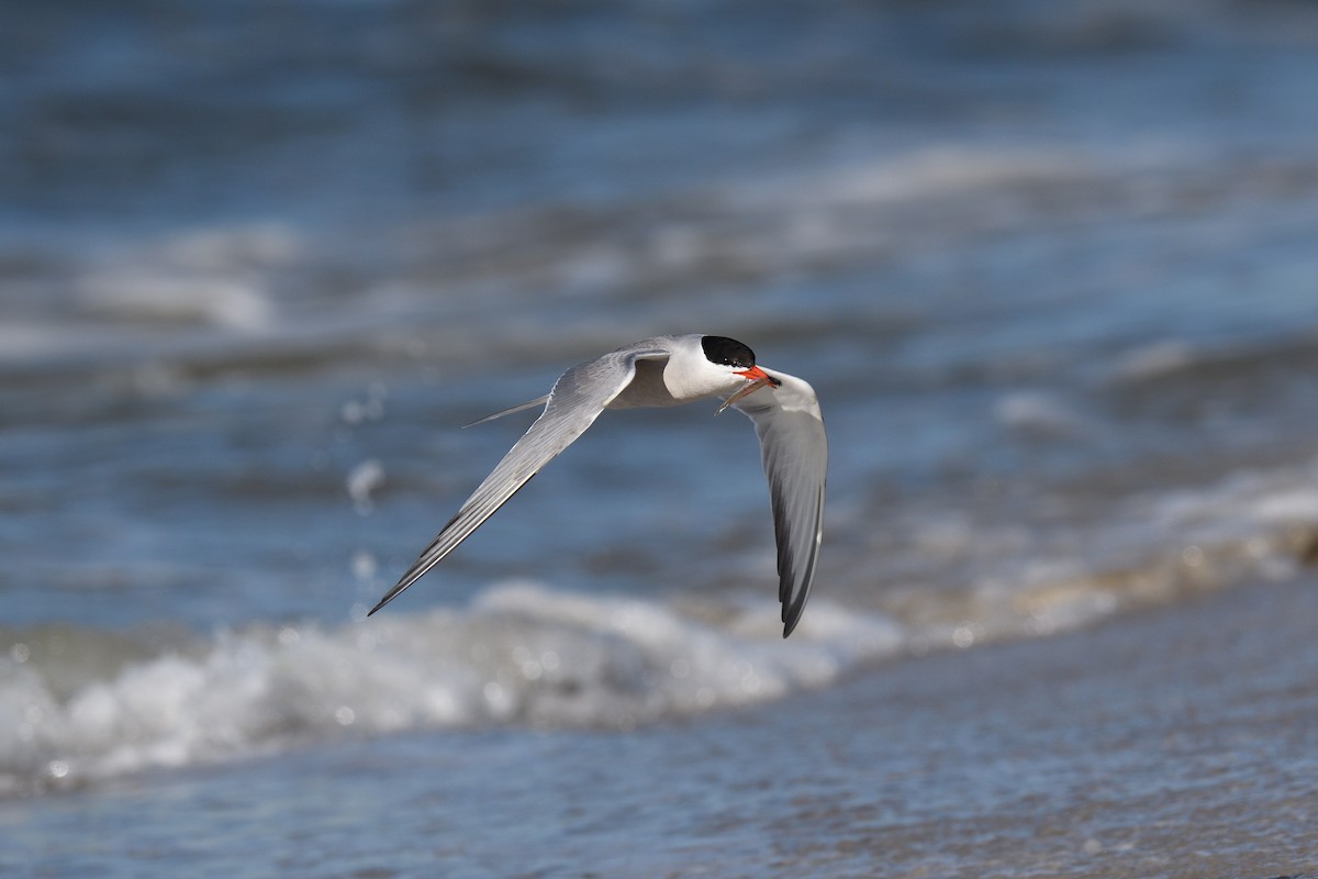 Common Tern - ML620539508