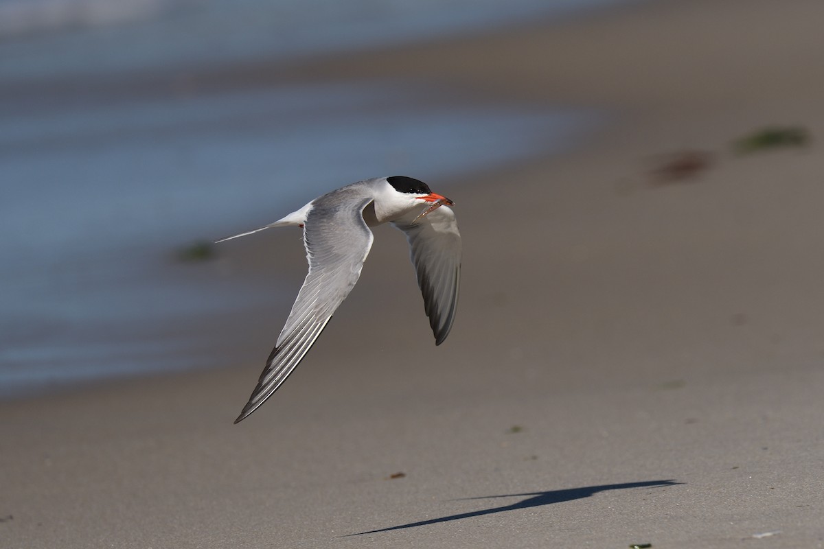 Common Tern - ML620539510