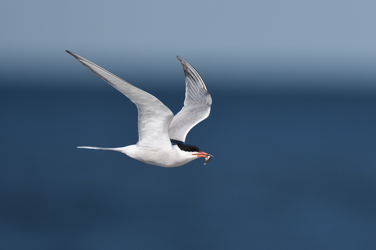 Common Tern - ML620539511