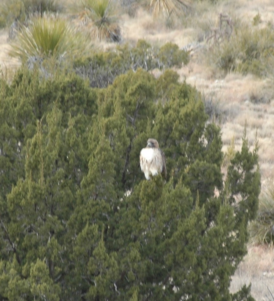 Red-tailed Hawk - ML620539518