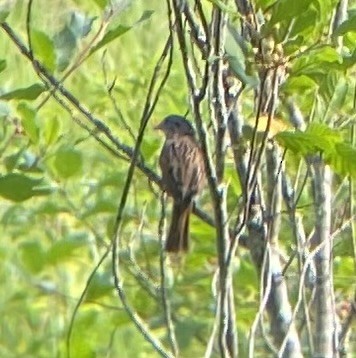 Swamp Sparrow - ML620539521