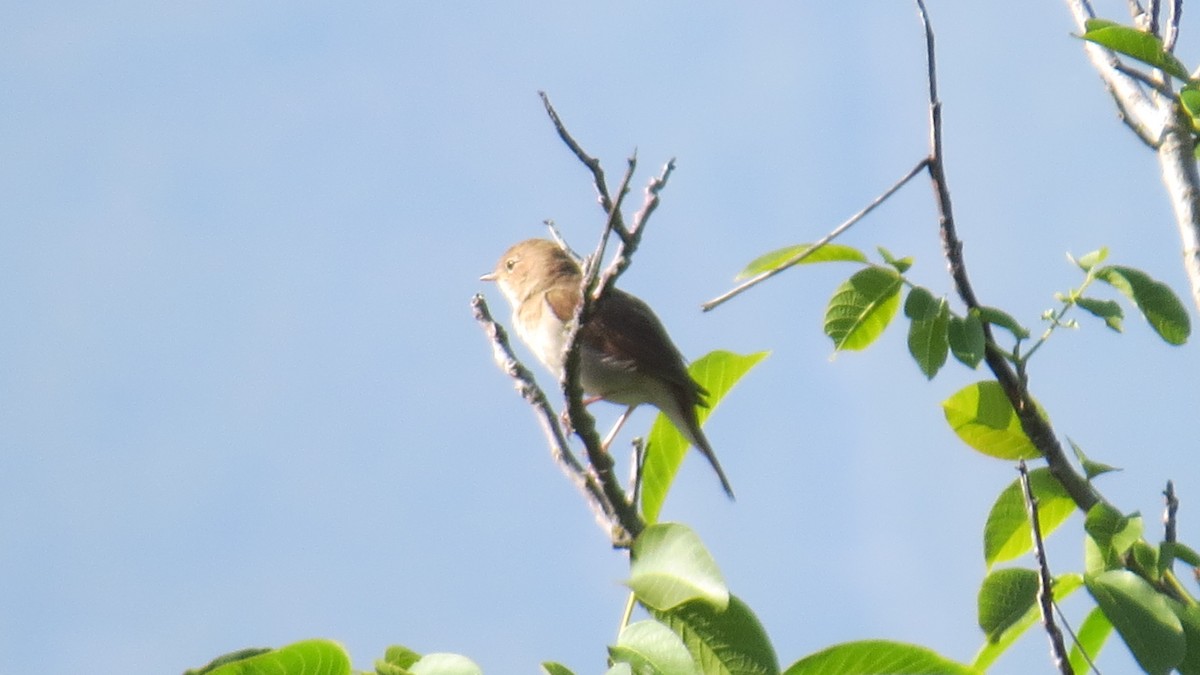 Common Nightingale - Xurde Gayol