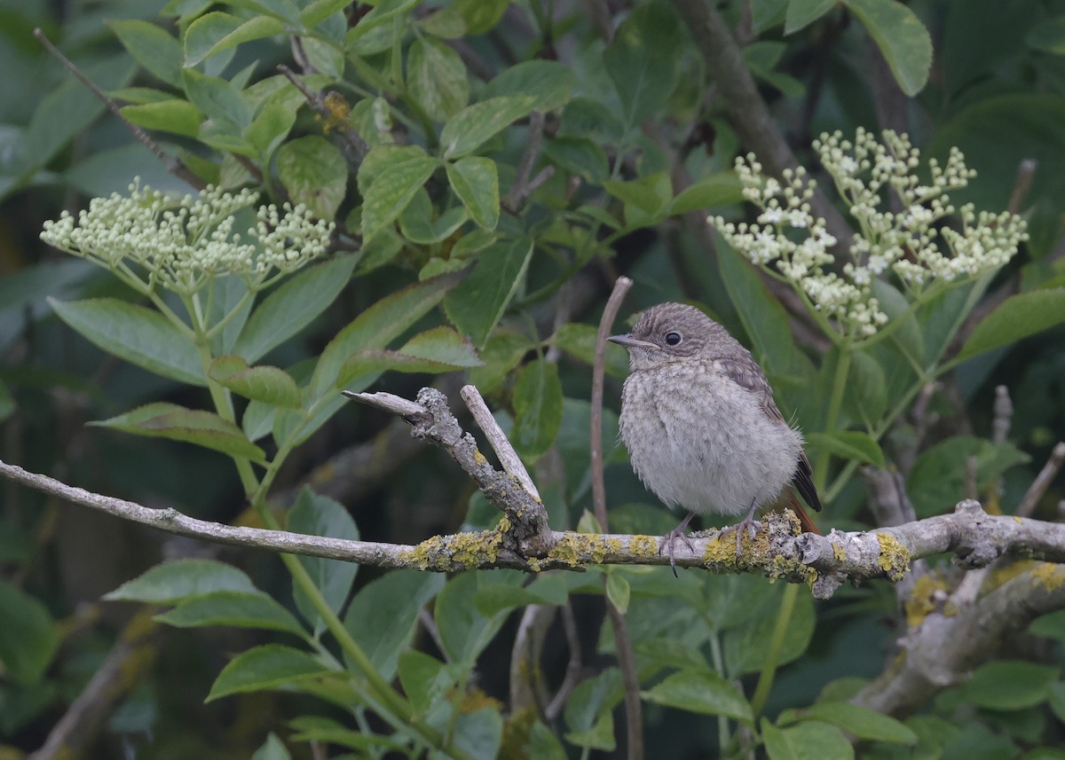 Common Redstart - ML620539528