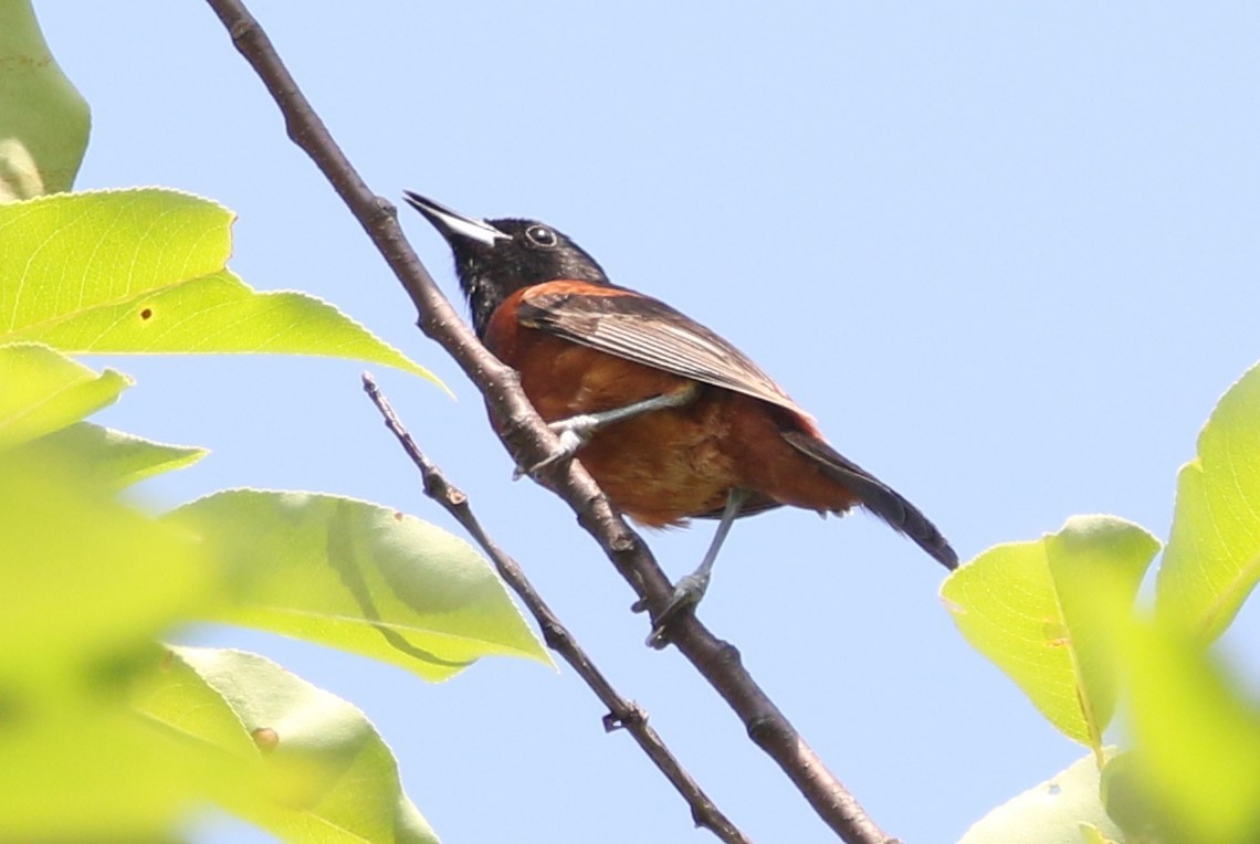 Orchard Oriole - ML620539530