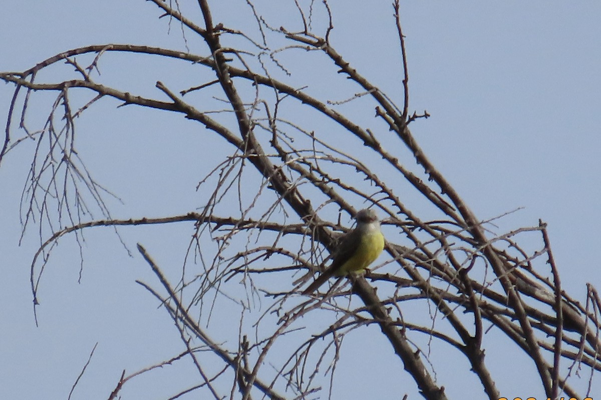 Western Kingbird - ML620539531