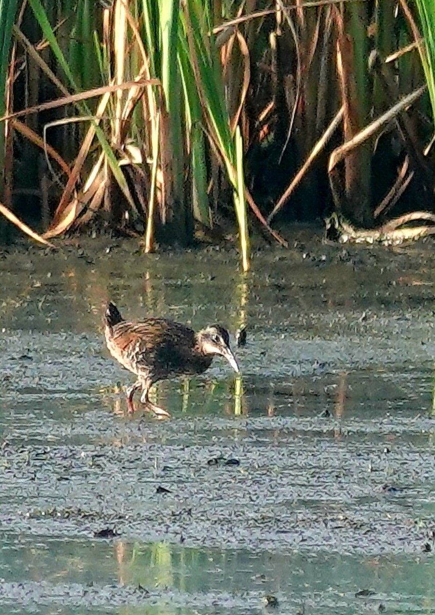 Virginia Rail - Kathleen Horn