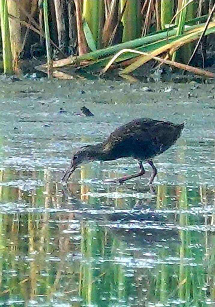 Virginia Rail - ML620539536