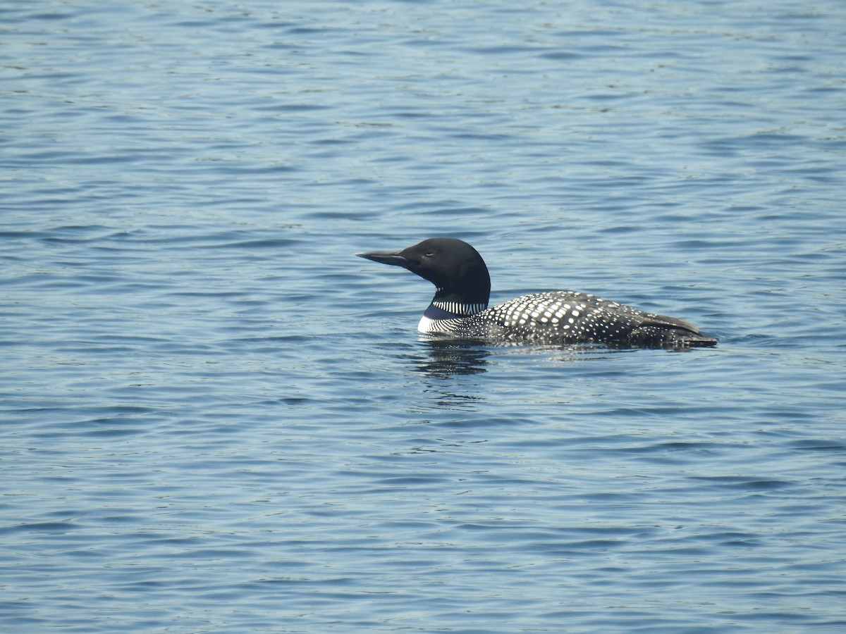 Common Loon - ML620539541