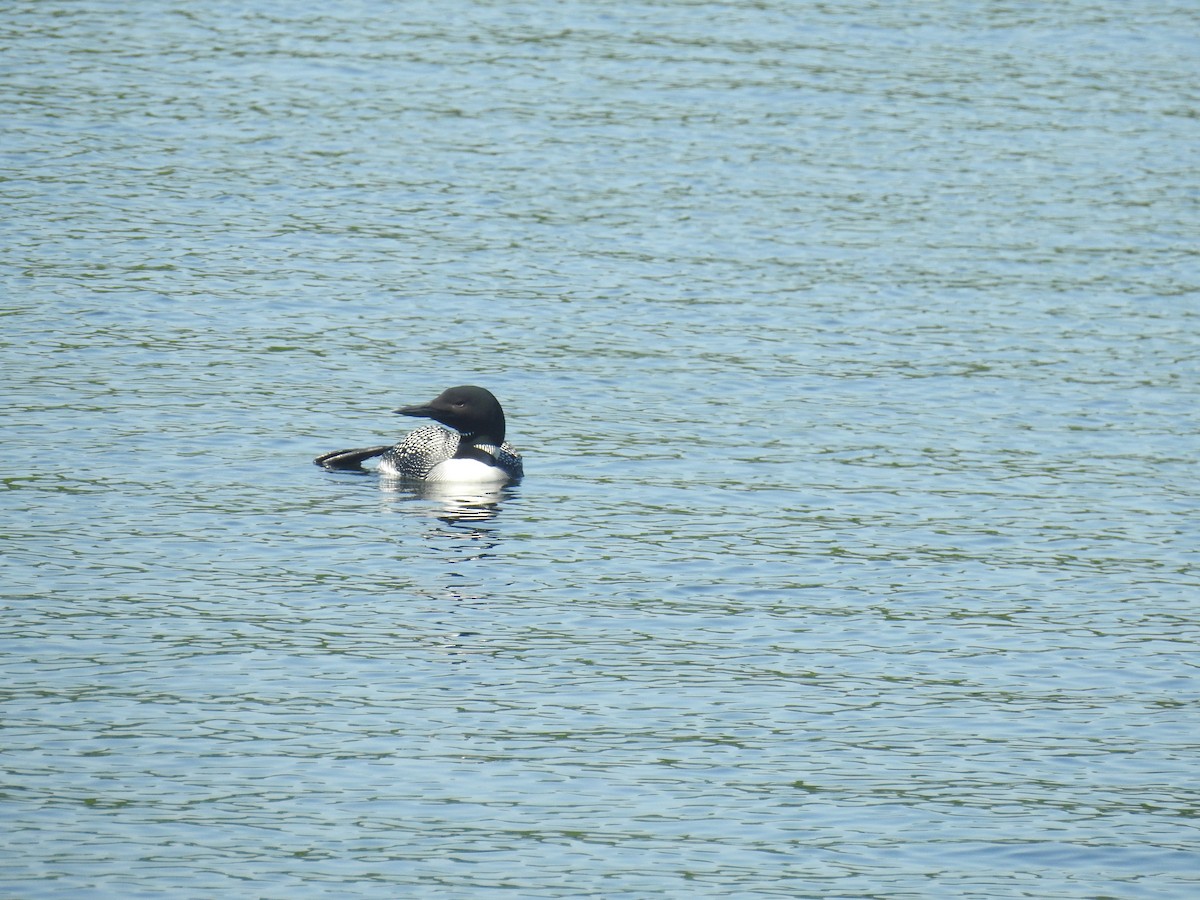 Common Loon - ML620539543