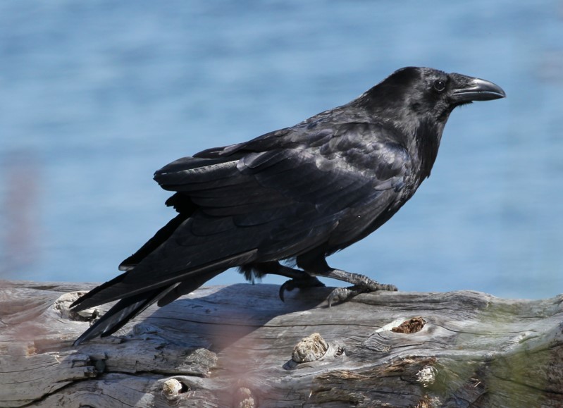 Common Raven - ML620539545