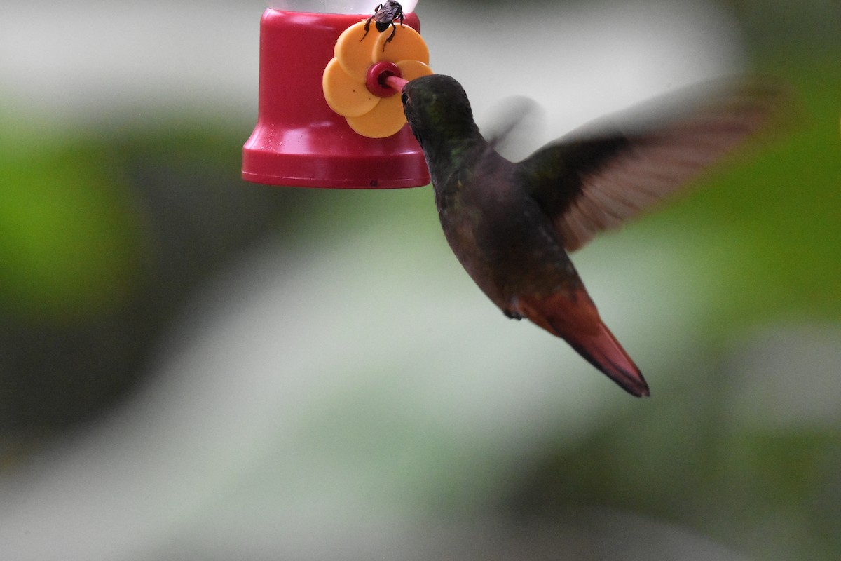 Rufous-tailed Hummingbird - ML620539549