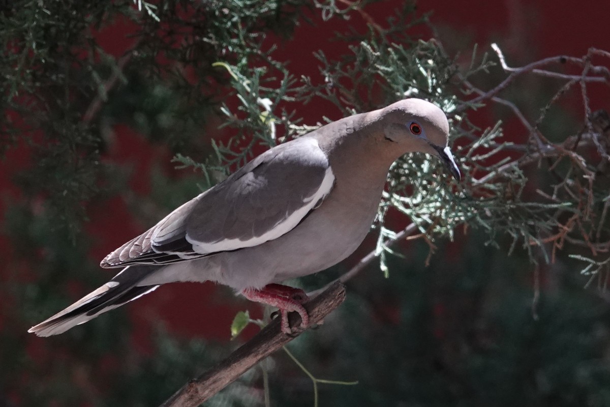 White-winged Dove - George Wallace