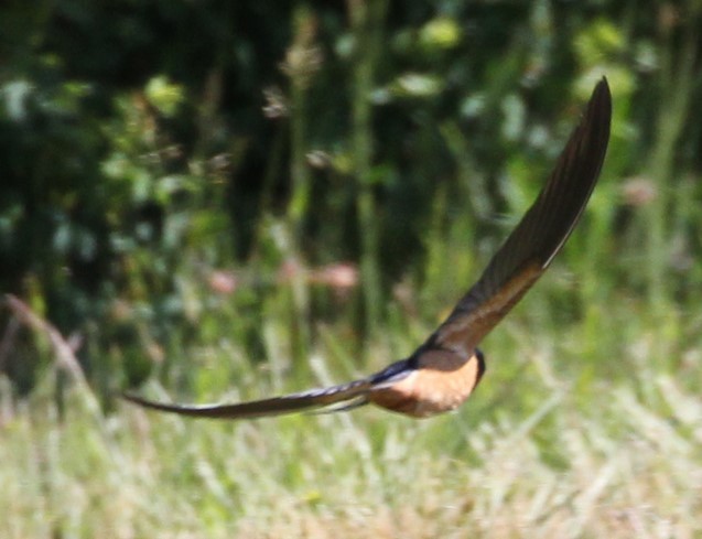 Barn Swallow - ML620539554