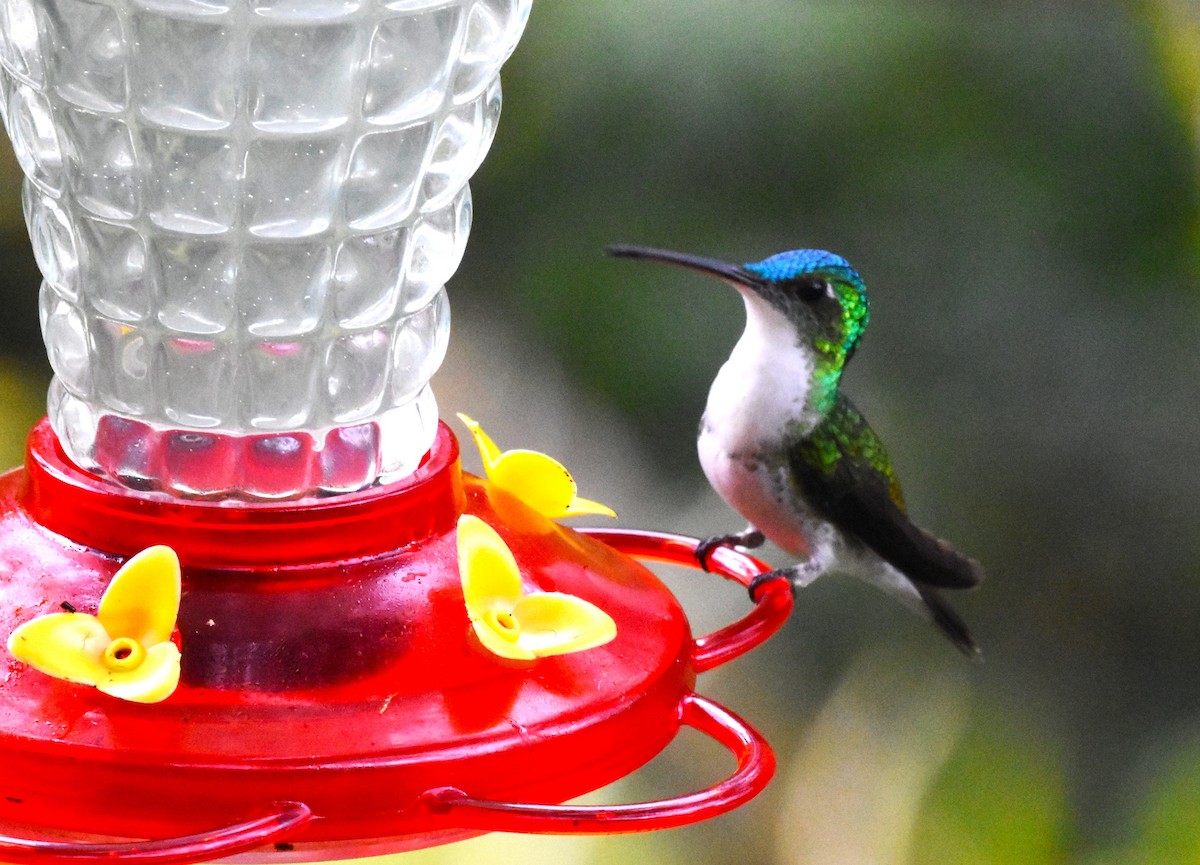 kolibřík andský - ML620539556