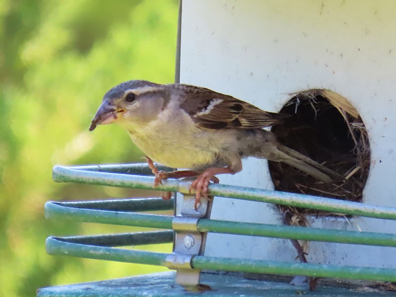 Moineau domestique - ML620539564