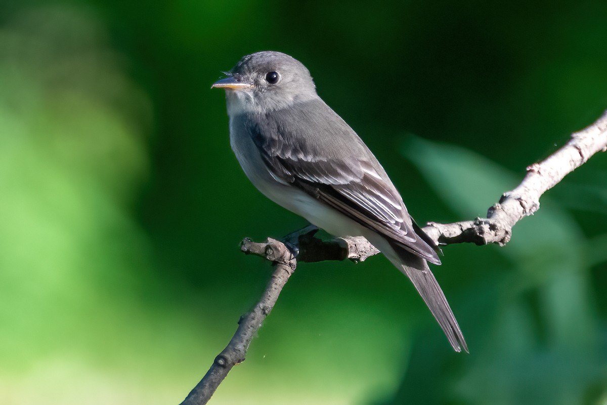 Eastern Wood-Pewee - ML620539566