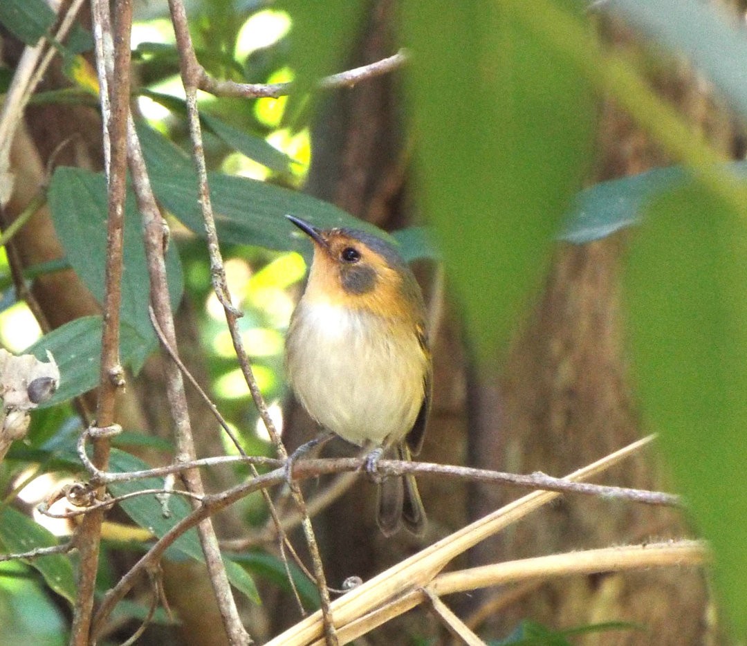 Ochre-faced Tody-Flycatcher - ML620539569