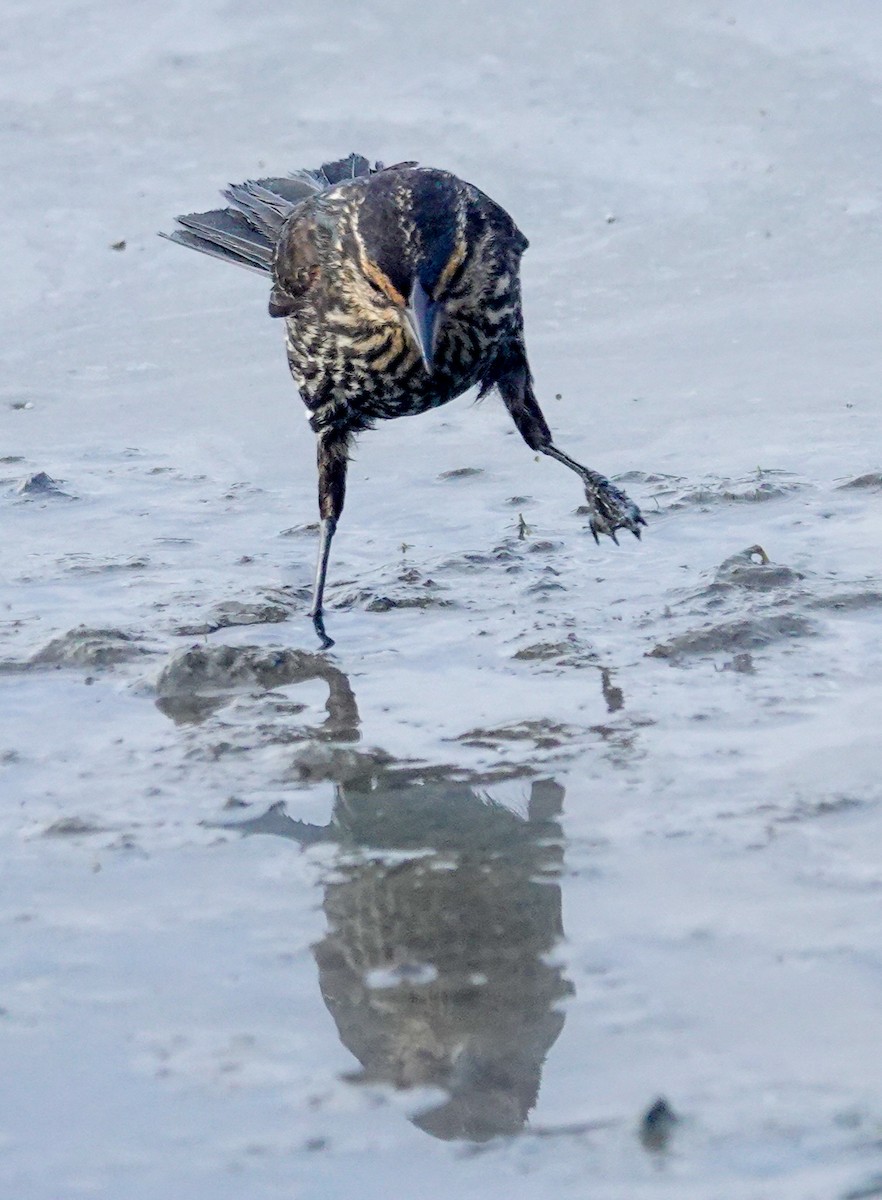 Red-winged Blackbird (Red-winged) - ML620539573