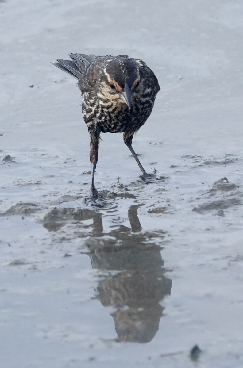 Red-winged Blackbird (Red-winged) - ML620539574