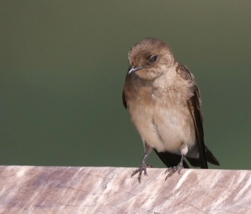 Northern Rough-winged Swallow - ML620539575