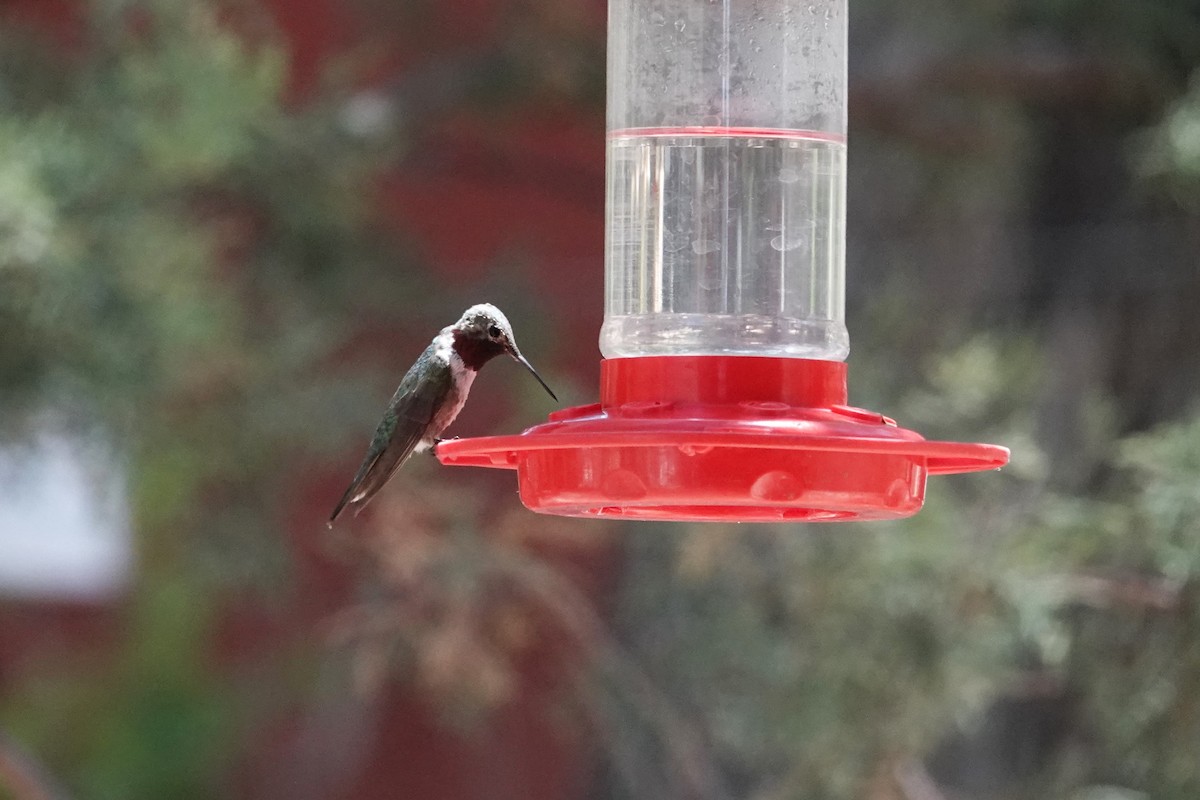 Broad-tailed Hummingbird - ML620539576